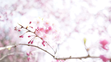  ピンク色の軽やかで華やかな春の景色