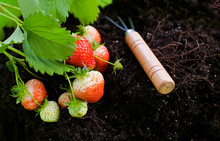 Bush With Ripe Strawberries On The Garden Bed, Rake. Spring Crop At The Infield. Free Space For Text. Fresh Soil For Farming. Copy Space. Banner