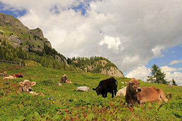 Landscape with cow, Dolomites, Italy