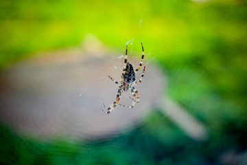 spider on web