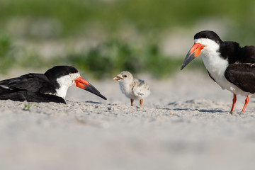 Wall Mural - a pair of black skimmer with their nestling.
