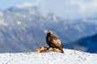 © STUEDAL - Norwegian golden eagle (Aquila chrysaetos) in winter snow with prey