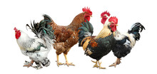 Beautiful Chickens And Roosters On White Background