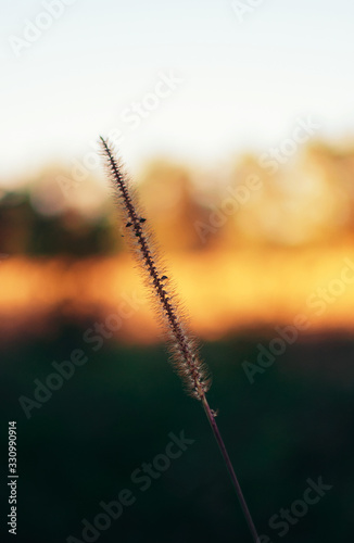 Fotomural dry grass stem with fluffy inflorescence