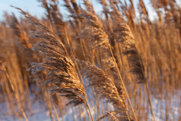 tall dry grass in spring in raindrops