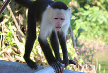 Funny Capuchin Monkey Poses For Tourists, Photo Session With Capuchin