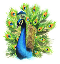 Watercolor Peacock Colorful Illustration