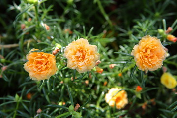 Yellow Portulaca bloom only in the morning sunlight until late.