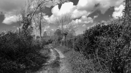  winding walkway between two rows of hedges under a beautiful cloudy sky in black and white