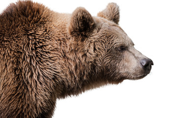 bär | braunbär | grizzly | freisteller