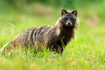 Wall Mural - interested raccoon dog, nyctereutes procyonoides, facing camera in green natural environment. full b