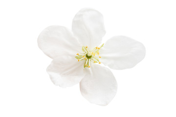 Wall Mural - apple tree flower