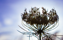 Closeup Of Daucus Carota, Also Known As Wild Carrot, Birds Nest, Bishops Lace, And Queen Annes Lace In The Soft Focus.
