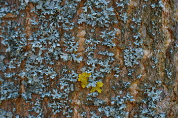 Sticker - Tree bark close-up. Textures and backgrounds. Yellow lichen on a tree.