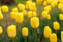 Yellow Tulips Under The Sun In The Park.