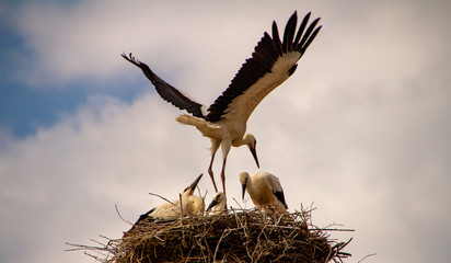  Young stork during flight exercises