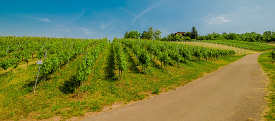 Sticker - Landscape of vineyard on hill with grapes bushes and house of farm on top. sunny day