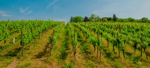 Poster - Landscape of vineyard on hill with grapes bushes and house of farm on top. sunny day