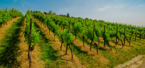 Canvas Print - Landscape of vineyard on hill with grapes bushes and house of farm on top. sunny day