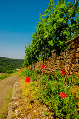 Canvas Print - Landscape of vineyard on hill and road beside. Grape bushes with poppy on stone fence in sunny day