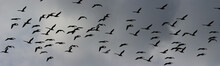 A Flock Of Cormorants Flies Against A Stormy Sky...