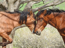 A Pair Of Horses Under A Tree Close Up Leaned Their Muzzles Against Each Other With Friendship Or Love