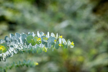 Eucalyptus plant baby blue - Eucalyptus little boy blue