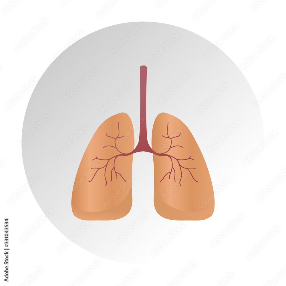 Lung cancer diagram in detail illustration. Lung Anatomy Vector Lung ...
