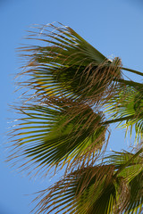 Wall Mural - Palm tree branches against the blue sky