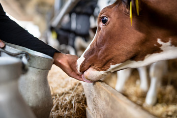 Wall Mural - Unrecognizable worker feeding cows on diary farm, agriculture industry.