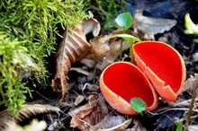 Sarcoscypha Coccinea, The Ruby Elfcup Red Fungus Grows In The Forest. Rare Plants. Beautiful Mushroom