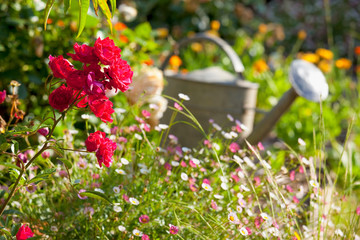 Wall Mural - Arrosoir dans un jardin potager au printemps.