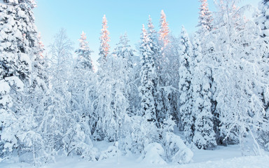 Wall Mural - Sunny summits of the trees in a snow covered forest in Ruka village in Finland on the Arctic pole circle