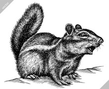 Black And White Engrave Isolated Chipmunk Vector Illustration