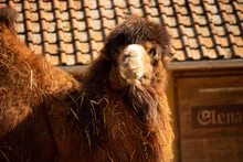 Portrait Of A Dark Brown Camel At Early Sunset