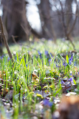 Wall Mural - young shoots of green grass in the forest.