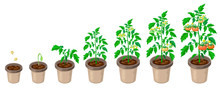 Tomato Plants In Pot. Tomatoes Growth Stages From Seed To Flowering And Ripening. Illustration Of Healthy Tomatoes Life Cycle Isolated On White Backdrop.organic Gardening. City Farm Infographic.