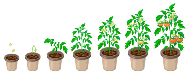 tomato plants in pot. tomatoes growth stages from seed to flowering and ripening. illustration of healthy tomatoes life cycle isolated on white backdrop.organic gardening. city farm infographic.