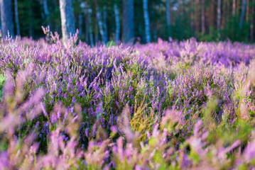 Wall Mural - Forest floor of blooming heather flowers in a morning haze, young birch and fir trees in the background. Latvia