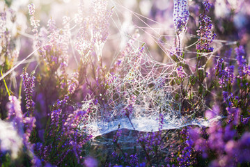 Wall Mural - Forest floor of blooming heather flowers in a morning haze, spider silk and dew drops close-up. Latvia