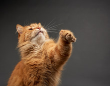 Adult Red Cat Raised His Front Paw Up, Animal Is Played On A Black Background