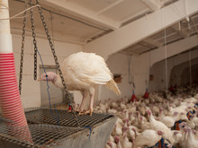  Production Processes Taking Place At A Poultry Farm Where Adult Turkeys Are Grown From Chickens, As Well As Processes For The Production Of Meat Products Such As Sausages, Meat, Sausages, Other Foоds