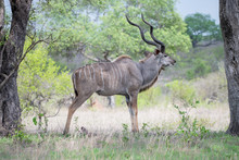 A Male Kudu, Tragelaphus†strepsiceros, Stands In An Open Clearing, Looking Out Of Frame, Large Horns ,Londolozi Game Reserve