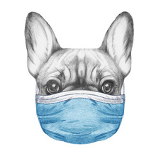 Portrait Of French Bulldog With Face Mask. Hand-drawn Illustration.