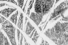 Black And White Abstract (inverted) Image Of Lush Temperate Rainforest, Ferns, And Moss-covered Trees,Branches Of Trees