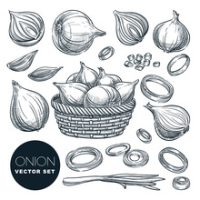 Onion Head And Green Feathers, Isolated. Sketch Vector Illustration. Spice Ingredients And Salad Vegetables