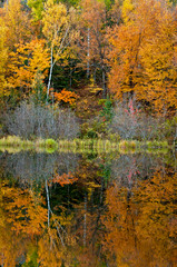 Wall Mural - Vibrant fall colors at sunrise on the Michigamme River near Crystal Falls in the Upper Peninsula of Michigan.