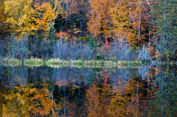 Wall Mural - Vibrant fall colors at sunrise on the Michigamme River near Crystal Falls in the Upper Peninsula of Michigan.