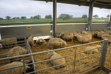 Group Of Sheep In A Pen With Feeding And Drinking Troughs And Hay On The Floor