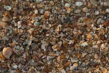 Overhead Shot Of Several Sea Snails And Pebbles